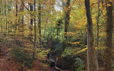 Vacances d’automne : 7 idées d’activité pour profiter des congés à Andenne !